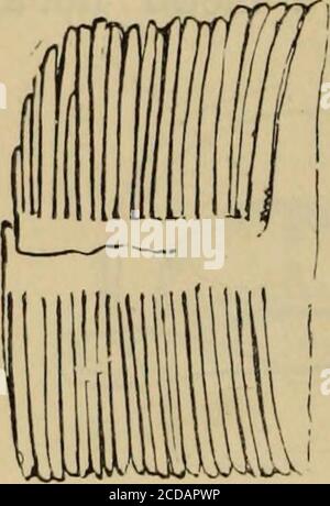 . Pompéi; son histoire, ses bâtiments et ses antiquités : un compte rendu de la destruction de la ville, avec une description complète des vestiges, des fouilles récentes et aussi un itinéraire pour les visiteurs . Broche dorée... Banque D'Images