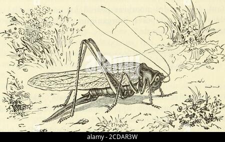 . Histoire naturelle des langues simples : ou cours d'histoire naturelle professé à l'École supérieure de pharmacie de Paris . Figure 924. — Mante religieuse.. —- 15^  Fig. 925. — Sauterelle. S^ Banque D'Images