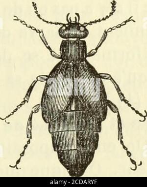 . Histoire naturelle des langues simples : ou cours d'histoire naturelle professé à l'École supérieure de pharmacie de Paris . Banque D'Images