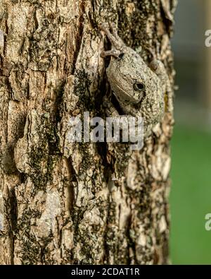 Grenouille d'arbre américain Banque D'Images