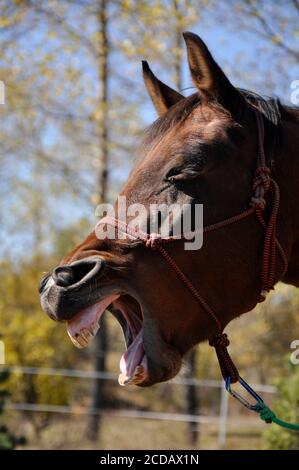 Portrait en gros plan de cheval de baie heureux avec expression drôle bâillant ou riant contre le feuillage d'automne et le ciel bleu. Banque D'Images