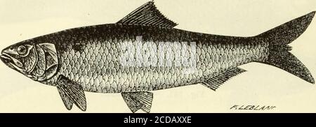 . Histoire naturelle des langues simples : ou cours d'histoire naturelle professé à l'École supérieure de pharmacie de Paris . Figure 904. — commune de Lombre. La truite de mer. Salmo Schiefermulleri, Bln. La grande truite du Léman   imanm, Cuv. Guibourt, Drogues, 7e édit. T. IV 12 178 POISSONS. La truite saumonée Salmo Truitta, L. — commune {fig. 903) — Fario, L. Léperlan — Eperlanus, L. Lombre commune {fig. 904) Thymalhis rexifer. Le hareng commun Clupea harengus, L. la blanquette — cutulus, Cuv. La sardine — Sardina, Cuv. y^^C^f^^an^ Fig. 905. — commune de Lalose. Lalose {fig. 905) — A/osa, L. LAN Banque D'Images