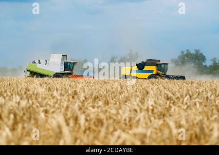 La moissonneuse-batteuse récolte du blé mûr. Agriculture. Champs de blé. Banque D'Images