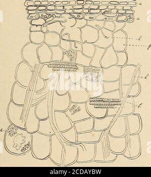 . Revue américaine de pharmacie . Cha3Tote cotyledons (hig] ;hly grossie). Séjour au pharm. | JSfotes sur le dasheen et le Chayote. Août 1919. J -> 507 ceux-ci avec leurs cellules de garde sont largement elliptiques dans le contour. Chacune est entourée de cinq cellules voisines. En coupe (Fig. 10) les parois extérieures des cellules épidermiques sont légèrement convexes et cutinisées.sous l'épiderme extérieur se trouve une zone de plusieurs couches de cellules paren-chymateuses, dont beaucoup ont des parois lignifiées. Dans certains cas, la lignification se produit dans les parois des cellules directement sous l'épiderme, tandis que dans d'autres le Banque D'Images
