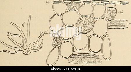 . Revue américaine de pharmacie . Figure 13. Coupe transversale à travers la portion de Chayote péricarpe includingzone de l'Union O) de la recaculaire (R) avec des portions capellaires (C); faisceau de fibro-vasculaire se faisant transverse (v), et trachée (t) se faisant longitudi-nally. X /O- Fig. 14. Section transversale de la zone de l'endocarpe et du mésocarpe du fruit de Chayote, faisant face à la partie de la cavité centrale qui n'est pas occupée par la graine, montrant l'endocarpe (e), qui est plus épaisse dans cette région ailleurs et le mésocarpe (mes). X 7°.. Figure 15. À droite, section transverse de la partie représentative de l'acotyledon de Chay Banque D'Images