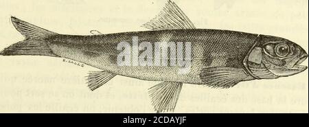 . Histoire naturelle des langues simples : ou cours d'histoire naturelle professé à l'École supérieure de pharmacie de Paris . Figure 901. — Lcchevï. Figure 902. — Jeune saumon ou sauraonaeau. ÉÈÉI Banque D'Images