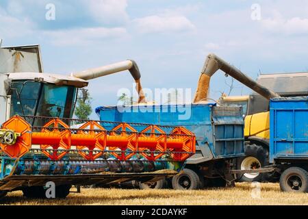 La moissonneuse-batteuse récolte du blé mûr. Agriculture. Champs de blé. Banque D'Images