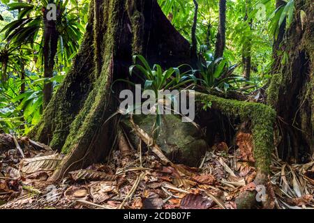 Grandes broméliacées poussent sur les racines couvert de mousse d'un contrefort tropicaux arbre dans le Parc National de Guadeloupe sur l'île de Basse-Terre, Guadeloupe. Un Banque D'Images