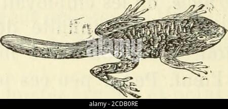 . Histoire naturelle des langues simples : ou cours d'histoire naturelle professé à l'École supérieure de pharmacie de Paris . Figure 893. — Têtard.. Figure 894. — Têtard. Banque D'Images