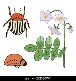 Set avec le scarabée de pomme de terre imago, les larves et les fleurs de pomme de terre. Illustration de Vecteur