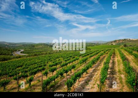 Vignoble avec vignes Banque D'Images