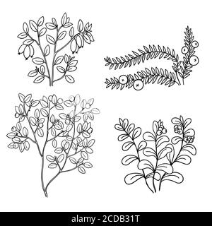Ensemble avec baies sauvages noir et blanc Illustration de Vecteur