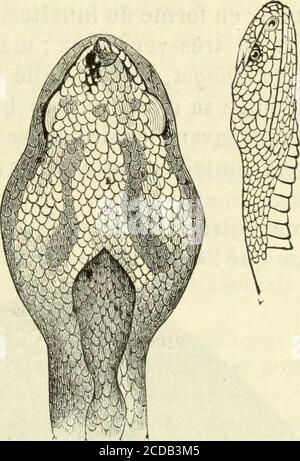 . Histoire naturelle des langues simples : ou cours d'histoire naturelle professé à l'École supérieure de pharmacie de Paris . Banque D'Images