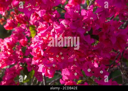 Une plante de bougainvilliers en fleur. La fleur réelle est la petite fleur blanche, tandis que les parties rouges douilleuses sont en fait des bractées de feuilles. Banque D'Images