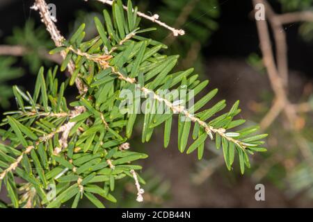 Feuilles de pruche de l'Ouest ou de pruche de l'Ouest (Tsuga heterophylla) Banque D'Images