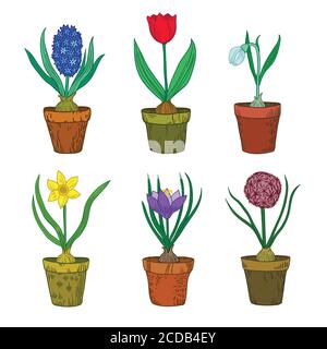 Ensemble de fleurs de printemps d'oignon dans les pots. Illustration de Vecteur