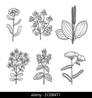 Grand jeu d'art vintage original de la ligne d'herbes médicinales. Illustration de Vecteur