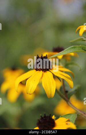 Champ de Susan à yeux noirs, fleurs sauvages qui poussent au soleil d'été. Banque D'Images