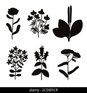 Grand ensemble de silhouette vintage originale d'herbes médicinales. Illustration de Vecteur