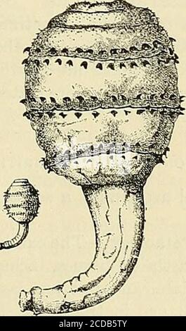 . La pratique de la médecine; un livre de texte pour les praticiens et les étudiants, avec une référence spéciale au diagnostic et au traitement . Fig. Go.—larva oflucilia macellaria: X4.{Braun, après Conel.) Figure 91.—larve de muscavotnitoria {calliphora vomi-toria): En dessous, de nature; au-dessus, agrandi.(Leuckart.). Banque D'Images