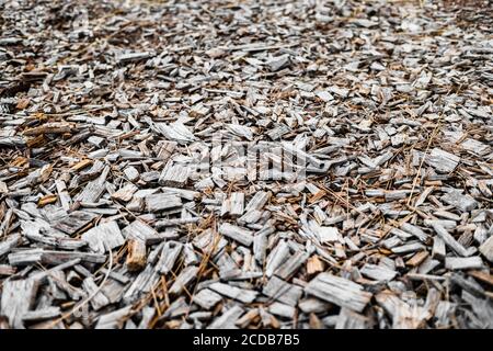 Fond naturel composé de copeaux de bois, arbres tombés au sol pour paillis. Banque D'Images