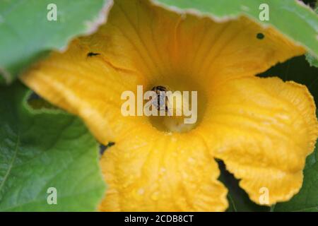 Jardin biologique urbain jardin d'une abeille commune de jardin pollinisant une énorme fleur de citrouille orange. Banque D'Images