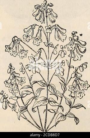 . Semences de Cox annuel . A. UN très ornemental, facilement cultivé jardin et maison verte préférée. Réussit dans n'importe quel sol riche. Si tôt au printemps, s'épanouissent en juin. Demi-endurci. 7 pétunia hybrida grandiflora. Grande fleur-ing; mélange fin. PKT., 10c. Pétunia. Nouveau double. Groupe 50c.Petunia. Mixte, simple. PKT., 5c. PYRÈTHRE. Beau, plantes ornementales à fleurs libres, effet fin de producinga pour les frontières. Hardy vivace.PJ relliiiiii roseiiin. Rouge clair. PKT., 10c. RHODA^LE. C'est l'un des plus beaux annuals jamais présenté, valable aussi bien pour la décoration du conservat Banque D'Images
