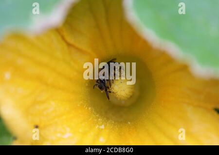 Jardin biologique urbain jardin d'une abeille commune de jardin pollinisant une énorme fleur de citrouille orange. Banque D'Images