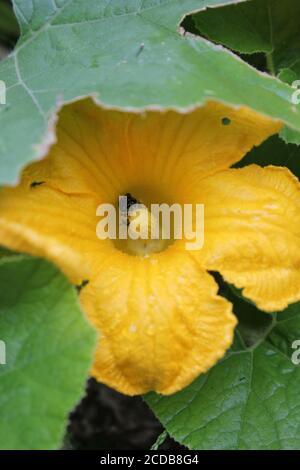 Jardin biologique urbain jardin d'une abeille commune de jardin pollinisant une énorme fleur de citrouille orange. Banque D'Images