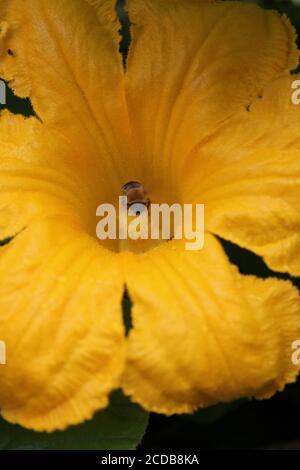 Jardin biologique urbain jardin d'une abeille commune de jardin pollinisant une énorme fleur de citrouille orange. Banque D'Images