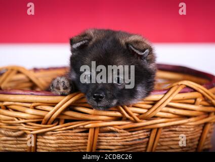 Pomsky chiot assis dans un panier dans une pièce rouge Banque D'Images