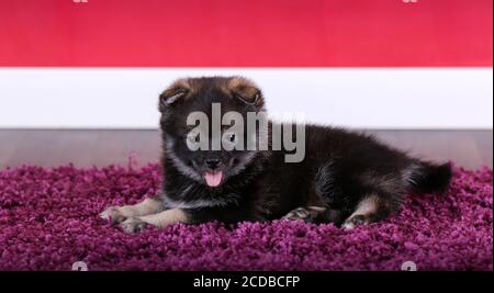 Pomsky chiot allongé sur un tapis dans une pièce rouge Banque D'Images