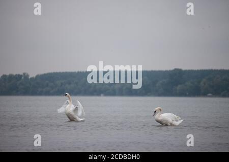 Deux cygnes, noirs et blancs, avec leur col incurvé et leur bec orange sur le Danube, à Zemun, Belgrade, Serbie, une aile qui s'étend. cygnes ou cyg Banque D'Images