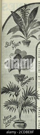 . Notre nouveau guide de la culture des roses : des roses D.&C. typiques peintes de la nature . Nouveau guide de la culture des roses pour 1903 101. Banque D'Images