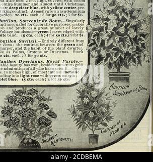 . Notre nouveau guide de la culture des roses : des roses D.&C. typiques peintes de la nature . # ^^^o.^.^.r.^^^. Nouveau guide de la culture des roses pour 1903 101 Banque D'Images