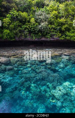 Des coraux sains prospèrent dans les échalotes le long d'une île calcaire dans le lagon de Palau. Palau est connu pour son incroyable labyrinthe d'îles Rock. Banque D'Images