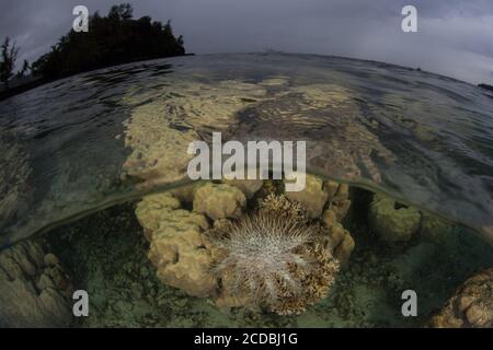 Une étoile de mer de la couronne d'épines, Acanthaster planci, se nourrit de coraux vivants sur un récif de corail peu profond dans Palau. LES COTS peuvent potentiellement détruire des récifs entiers. Banque D'Images