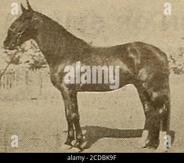 . Sélectionneur et sportif . ©He $v&ibzv antt *fcp0xt&man [23 janvier 1904 LE BAYWOOD STUD LE BUNGALOW, SAN MATEO, CAL. (Propriété de JOHN Pabbott, Esq.) consacré exclusivement à la reproduction: Et l'entraînement: De la pesée. SteppingHackney-BredHarness chevaux WALTER SEAIiY, directeur. Oictatus Medium 32499 fera la prochaine saison à Race Track, Hollister, gal, Jos. Sanchez en charge 40 $ POUR LA SAISON. Payable au moment du service, avec le privilège de retour habituel.toutes les précautions prises pour prévenir les accidents, mais aucune responsabilité ne devrait se produire. Attention rapide et soigneuse dans les mallcases pasturage meublé à jument Banque D'Images