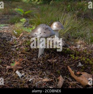 Champignons de Grisette (Amanita vaginata) Banque D'Images