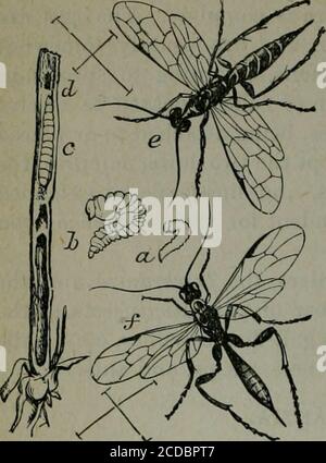 . Annexe aux journaux du Sénat et de l'Assemblée de la ... session de l'Assemblée législative de l'État de Californie . Famille Siricidse.The Gall-habitant Hyménoptères. Le Gall-flies. Famille Cynipidaa.les hyménoptères parasites. Les Trigonalids. Famille Trigonalichc. L'ichneumon-vole. Famille Ichneumonida. Les Stephanides. Famille Stephanidae. Les Braconides. Famille Braconidse. L'Ensign-vole. Famille Evanidae. La chalcide-mouches. Famille Chalcididse. Les Proctotrupides. Famille Proctotrupidee. 142 RAPPORT OP LE COMMISSAIRE OP HORTICULTURE. Famille Tenthr-edinidse (mouches à scie). Dans cette famille Banque D'Images