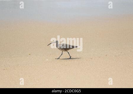 Whimrel Numenius phaeopus California Shorebird se nourrissant le long de la bordure d'eau d'une plage de sable. Banque D'Images