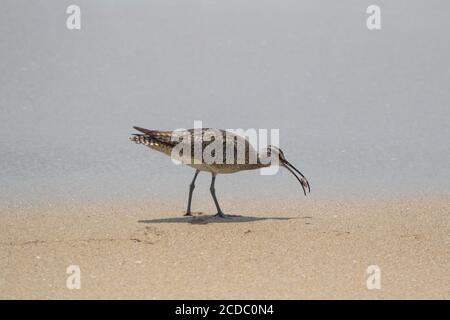 Whimrel Numenius phaeopus California Shorebird se nourrissant le long de la bordure d'eau d'une plage de sable. Banque D'Images