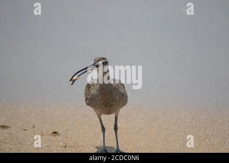 Whimrel Numenius phaeopus California Shorebird se nourrissant le long de la bordure d'eau d'une plage de sable. Banque D'Images