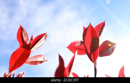 Superbe gros plan de magnifiques feuilles rouges rouges, nettes et élégantes, en pleine croissance, de photinia avec lumière du soleil rétroéclairée qui traverse le premier plan verdoyant. Banque D'Images