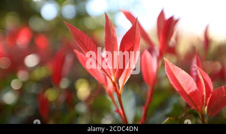 Superbe gros plan de magnifiques feuilles de photinia rouge nouveau en pleine croissance avec lumière du soleil rétro-éclairée traversant le premier plan verdoyant. Banque D'Images