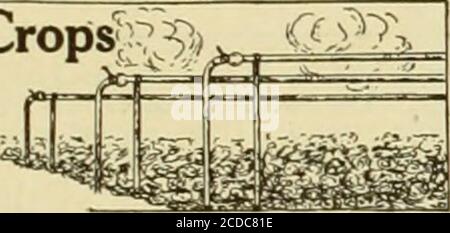 . L'échange des Floristes : un moyen hebdomadaire d'échange pour les fleuristes, les nourriciers, les planteurs et le commerce en général . Notes sur les cultures de légumes; 3^* cl?^ classe de bricoleurs ET DANS L'OUVERT ? R. R. STODDARD, VvTiaM su(*.Collel*. Lutte contre les maladies des tomates dans la serre les maladies les plus importantes des orteils de Toma sous le verre sont le mildiou, Phytopli-thora infestaus, la moisissure foliaire, Cladosporiumfulcrum; et la tache foliaire, Septoria Ly-copersici. Le mildiou est bien connu des grands. Sur les tomates, il apparaît d'abord aux bords ou aux extrémités des feuilles comme des zones sombres imbibées d'eau pendant un temps humide et nuageux. Ces taches ont Banque D'Images