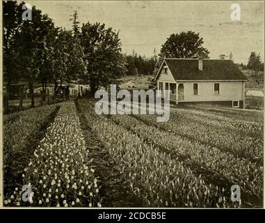 . L'échange des Florists : un moyen hebdomadaire d'échange pour les fleuristes, les nourriciers, les planteurs et le commerce en général . Tly.Gladiolus bulbes qui ont été plantés trois ans ont agoturé des touffes de 90 à 110 bulbes salables à la souche. Ces bulbes n'avaient pas été cultivés et étaient entourés d'une épaisse croissance d'herbe. On a trouvé que le thesame est vrai de Narcisse et des hyacinthes de clumpsof ont été découverts qui avaient été bloomingdans la même position depuis plusieurs années. L'examen de ces souches a montré des bulbes gros, vigoureux et solides en bonne santé par fect. Nous avons les conditions climatiques et du sol nécessaires togr Banque D'Images