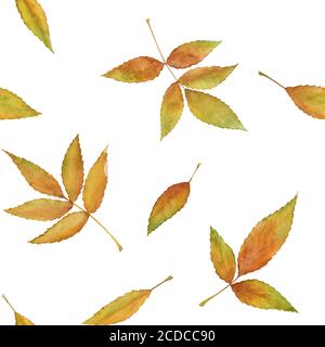 Feuilles d'automne à la main motif transparent Banque D'Images