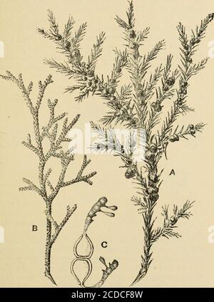 . Champignons et fongicides; un manuel pratique, concernant les maladies fongiques des plantes cultivées et les moyens de prévenir leurs ravages . FIGURE 19. ^, vue de surface de la chatte; IF, fil de mycélium; (J, ^spore de fin. Grossie. Opment se produit sur une plante, alors que iJe un autre stade assez différent-ent de l'existence est passé sur un entièrement différent. Une illustration frappante de ceci est vue dans le cas des ornières qui affectent parfois les pommiers, causant les théléaves à devenir plus ou moins cloches avec des taches orange-jaune-bas. Dans cette maladie, le champignon sur la pomme est la forme analyte arisi Banque D'Images