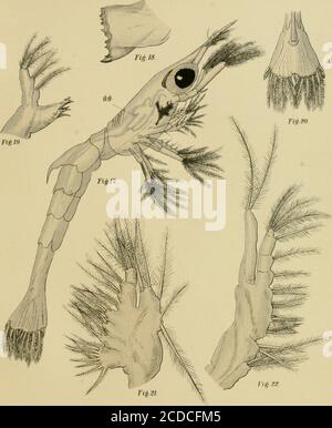 . L'embryologie et la métamorphose du macroura . F. H. Herr,&gt;J(,j€/. STENOPUS HISPIDUS. 478 MÉMOIRES DE L'ACADÉMIE NATIONALE DES SCIENCES. Plaque VIII Figure 17. Deuxième larve après la deuxième mue. L—-f^g po. X 70. Figure 18. Côté extérieur de la mandibule gauche de la seconde larve. X27C. Figure 19. Première maxillaire de la deuxième larve, x 27G. Figure 20. Télson de la deuxième larve, vu d'en dessous. x70. Figure 21. Deuxième maxillaire gauche de la deuxième larve, vue du côté extérieur. x276. Figure 22. Huit premières maxilliptées de la deuxième larve, vu du côté extérieur. X27G. LETTRES DE RÉFÉRENCE. g g, glande gastrique..... la ligne pointillée iu Fig. 2 Banque D'Images